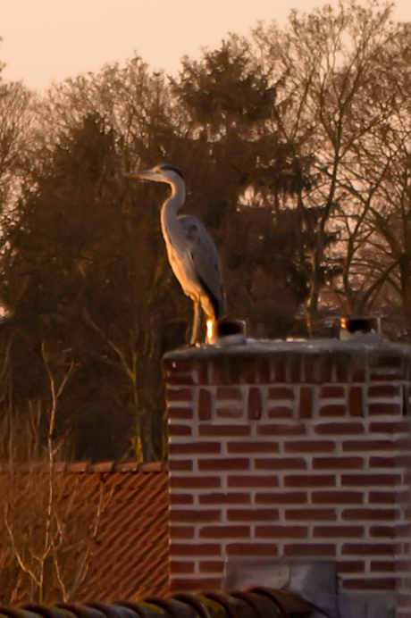 Blauwe Reiger ziet de Zon ondergaan