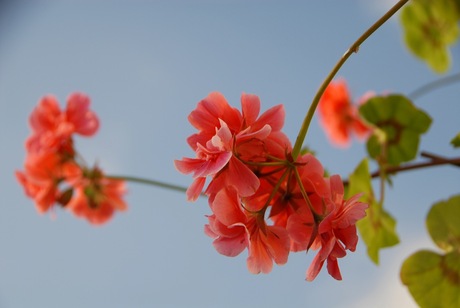 Geranium...!