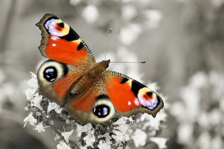 COLOURED BUTTERFLY