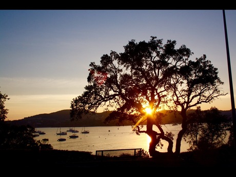 Sunset tree Cote d'Azur