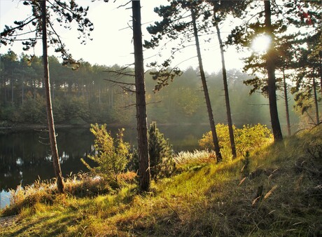 Ondergaande zon in de bossen van Burgh Haanstede