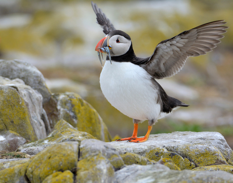puffin flap wings