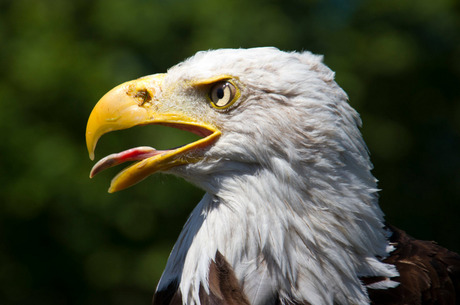 zelfs de adelaar had het warm