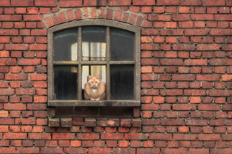 De rode kater