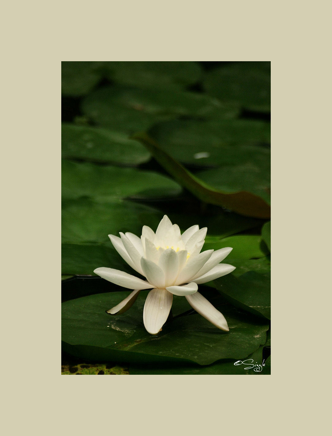 Witte Lotus Foto Van Sizzle Zoom Nl