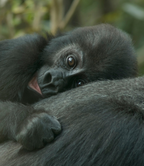 Baby Gorilla in Artis