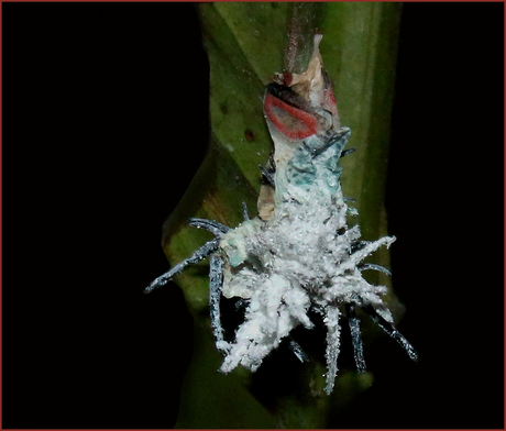 Rups Attacus atlas...