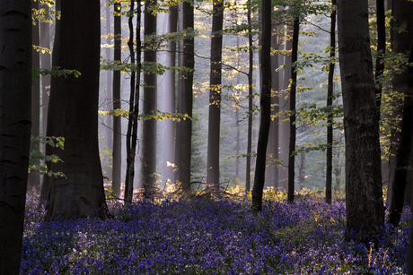 Hallerbos