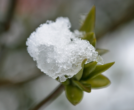 Voorjaar in sneeuw