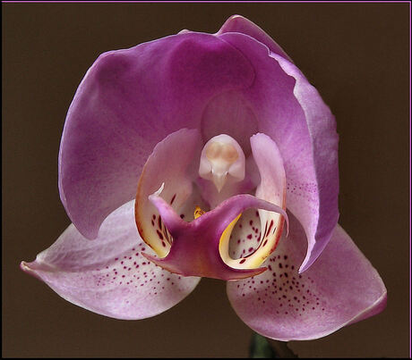 Orchidee 2