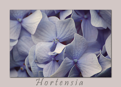 Hortensia