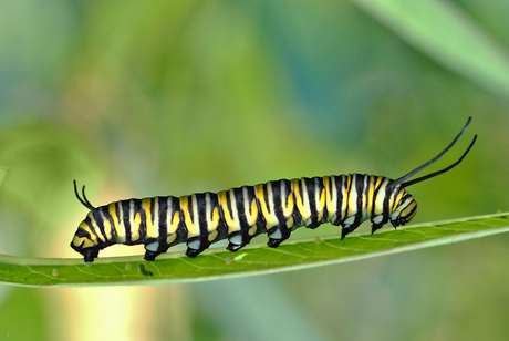 Striped