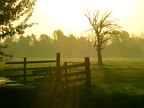 Green haze