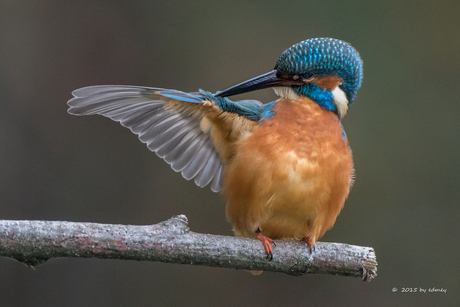 IJsvogel