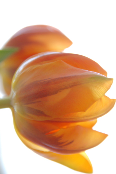 Tulp