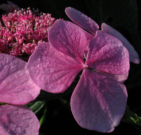 Hortensia