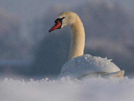 Zwaan in de sneeuw