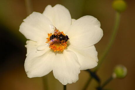 Bloemetje en bijtje