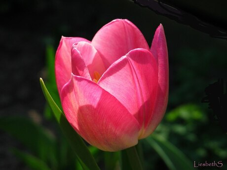 Tulp