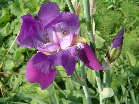 Iris