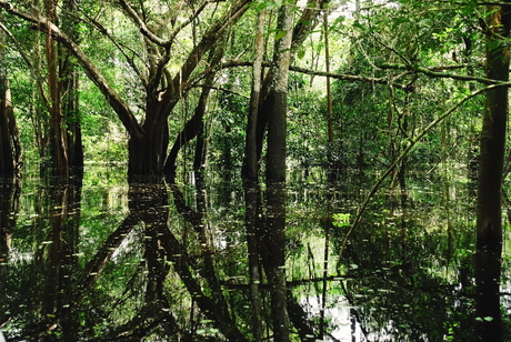 Flooded forest