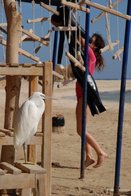 Witte reiger