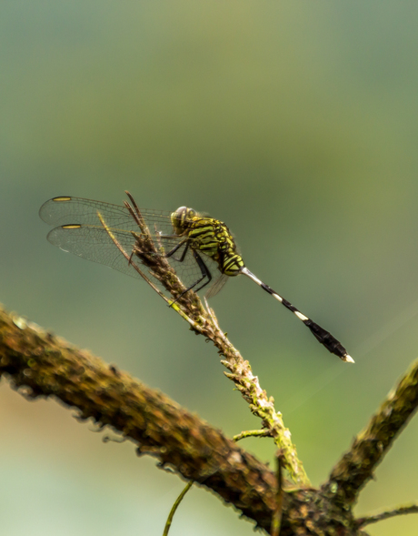 Indonesian Dragonfly - Orthetrum Sabina