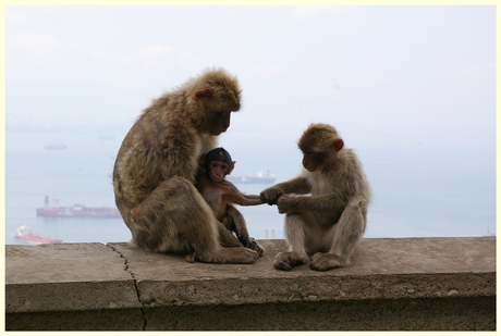 De apen van Gibraltar 3