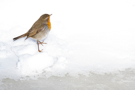 In de sneeuw