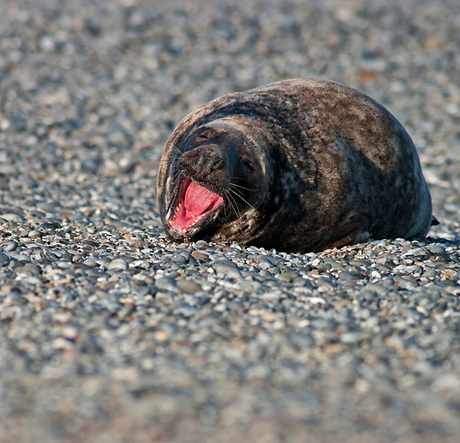 Grijze Zeehond Helgoland