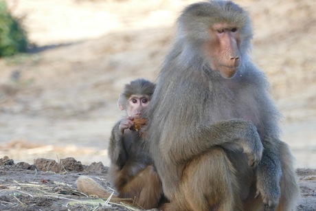 Baby aapje met moeder