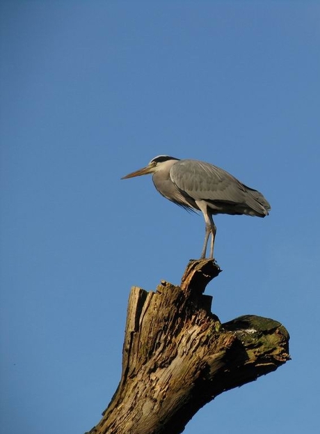 Reiger 2