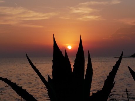 Cactus vs zonsondergang