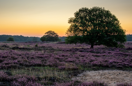 Sunrise Blaricums heide