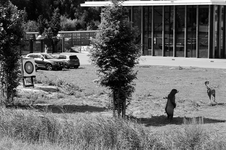 Oefenbaan van Robin Hood