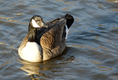 Wilde gans