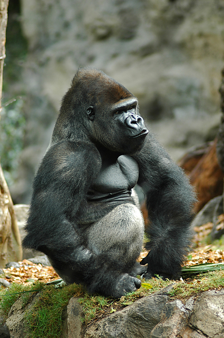 Gorilla