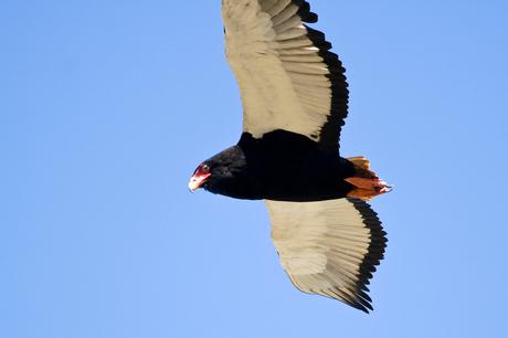 Afrikaanse bateleur