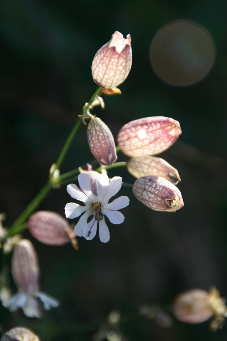 Bloemetje