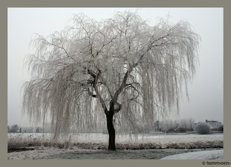 Boom in winterkleed