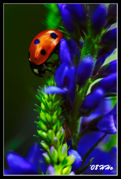 red, blue & green