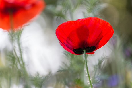 Klaprozen in de tuin