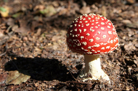 Rood met witte stippen