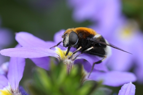 Bij op bloem