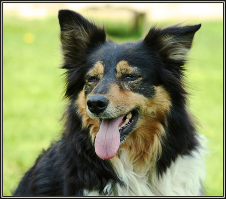 Border Collie Jean