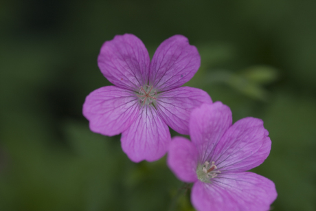 Macro geranium