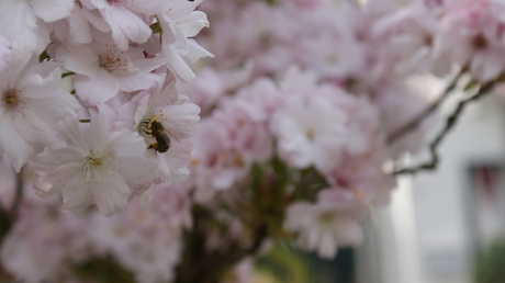 Bloemetjes en Bijtjes