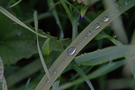 regendruppels op gras