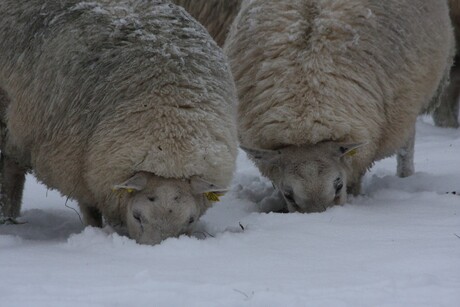 schapen in sneeuw