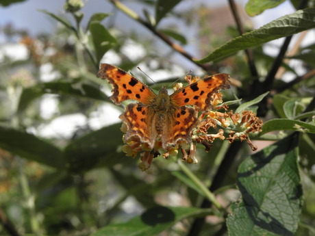 Bij mijn zus in de tuin